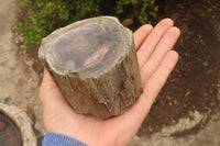 Polished Petrified Wood Branch Pieces x 2 From Gokwe, Zimbabwe