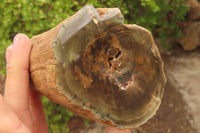 Polished Petrified Wood Branch Pieces x 2 From Gokwe, Zimbabwe