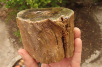 Polished Petrified Wood Branch Pieces x 2 From Gokwe, Zimbabwe