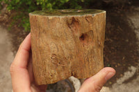 Polished Petrified Wood Branch Pieces x 2 From Gokwe, Zimbabwe