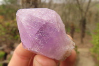 Natural Jacaranda Amethyst Single Crystals x 35 From Zambia