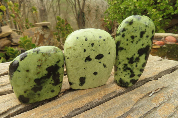 Polished Leopard Stone Standing Free Forms x 12 From Zimbabwe