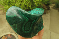 Polished Flower Malachite Free Forms x 3 From Congo