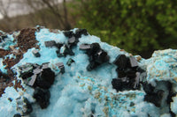 Natural Chrysocolla Dolomite Specimen x 1 From Likasi, Congo