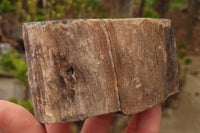 Polished Petrified Wood Branch Pieces x 3 From Gokwe, Zimbabwe