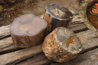 Polished Petrified Wood Branch Pieces x 3 From Gokwe, Zimbabwe