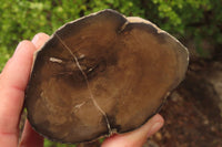 Polished Petrified Wood Branch Pieces x 3 From Gokwe, Zimbabwe