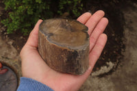 Polished Petrified Wood Branch Pieces x 3 From Gokwe, Zimbabwe