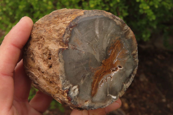 Polished Petrified Wood Branch Pieces x 3 From Gokwe, Zimbabwe