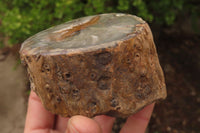 Polished Petrified Wood Branch Pieces x 3 From Gokwe, Zimbabwe