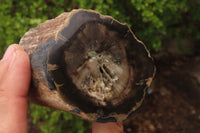 Polished Petrified Wood Branch Pieces x 3 From Gokwe, Zimbabwe