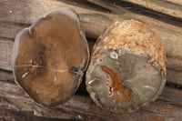 Polished Petrified Wood Branch Pieces x 3 From Gokwe, Zimbabwe