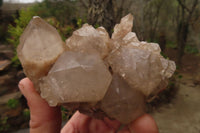 Natural Smokey Quartz Clusters x 2 From Luena, Congo