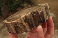 Polished Petrified Wood Branch Pieces x 2 From Gokwe, Zimbabwe