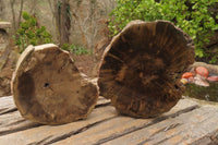 Polished Petrified Wood Branch Pieces x 2 From Gokwe, Zimbabwe