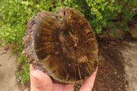 Polished Petrified Wood Branch Pieces x 2 From Gokwe, Zimbabwe