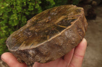 Polished Petrified Wood Branch Pieces x 2 From Gokwe, Zimbabwe