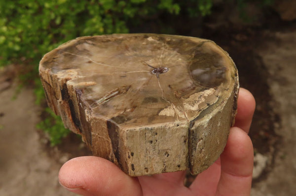 Polished Petrified Wood Branch Pieces x 2 From Gokwe, Zimbabwe