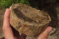 Polished Petrified Wood Branch Pieces x 2 From Gokwe, Zimbabwe