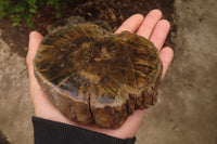 Polished Petrified Wood Branch Pieces x 2 From Gokwe, Zimbabwe