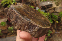 Polished Petrified Wood Branch Pieces x 2 From Gokwe, Zimbabwe