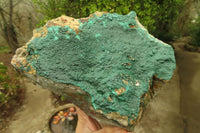 Natural Malachite Specimen x 1 From Tenke Fungumure, Congo