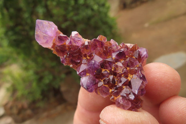 Natural Amethyst Clusters x 35 From Kwaggafontein, South Africa