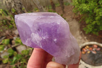 Polished Jacaranda Amethyst Single Crystals x 12 From Zambia