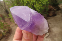 Polished Jacaranda Amethyst Single Crystals x 12 From Zambia