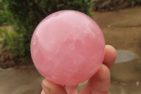 Polished Star Rose Quartz Spheres x 2 From Madagascar