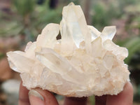 Natural Clear Quartz Clusters x 12 From Madagascar