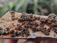 Natural Libethenite Crystals On Dolomite Matrix Specimens x 3 From Shituru, Congo