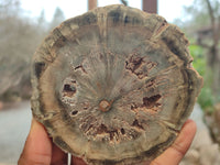 Polished Petrified Wood Branch Pieces x 3 From Gokwe, Zimbabwe