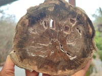 Polished Petrified Wood Branch Pieces x 3 From Gokwe, Zimbabwe