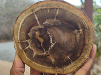 Polished Petrified Wood Branch Pieces x 3 From Gokwe, Zimbabwe