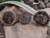 Polished Petrified Wood Branch Pieces x 3 From Gokwe, Zimbabwe