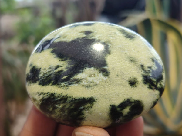 Polished Leopard Stone Galet / Palm Stones x 12 From Zimbabwe