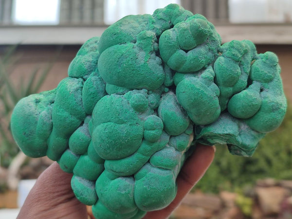 Natural Botryoidal Malachite Specimens x 2 From Congo