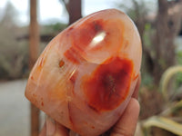 Polished Carnelian Standing Free Forms x 5 From Madagascar