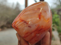 Polished Carnelian Standing Free Forms x 5 From Madagascar