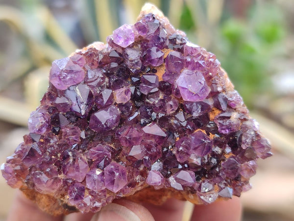 Natural Amethyst Clusters x 35 From Kwaggafontein, South Africa