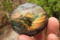 Polished Labradorite Galet / Palm Stones x 12 From Tulear, Madagascar