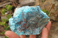 Natural Shattuckite Dolomite Specimens x 4 From Namibia