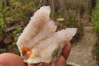 Natural Ametrine Spirit Quartz Clusters x 12 From Boekenhouthoek, South Africa