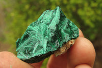 Natural Silky Malachite Specimens x 35 From Kasompe, Congo