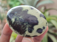 Polished Leopard Stone Galet / Palm Stones x 12 From Zimbabwe