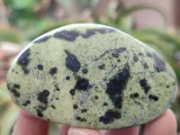 Polished Leopard Stone Galet / Palm Stones x 12 From Zimbabwe