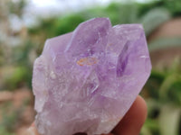 Natural Jacaranda Amethyst Single Crystals x 24 From Zambia