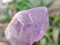 Natural Jacaranda Amethyst Single Crystals x 24 From Zambia