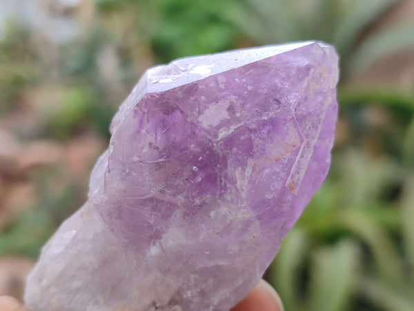 Natural Jacaranda Amethyst Single Crystals x 24 From Zambia